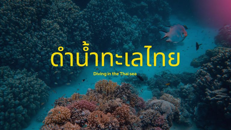 ดำน้ำทะเลไทย