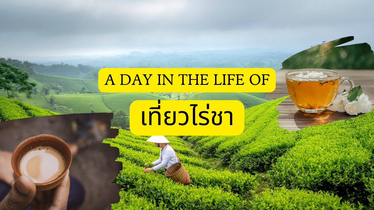 เที่ยวไร่ชา